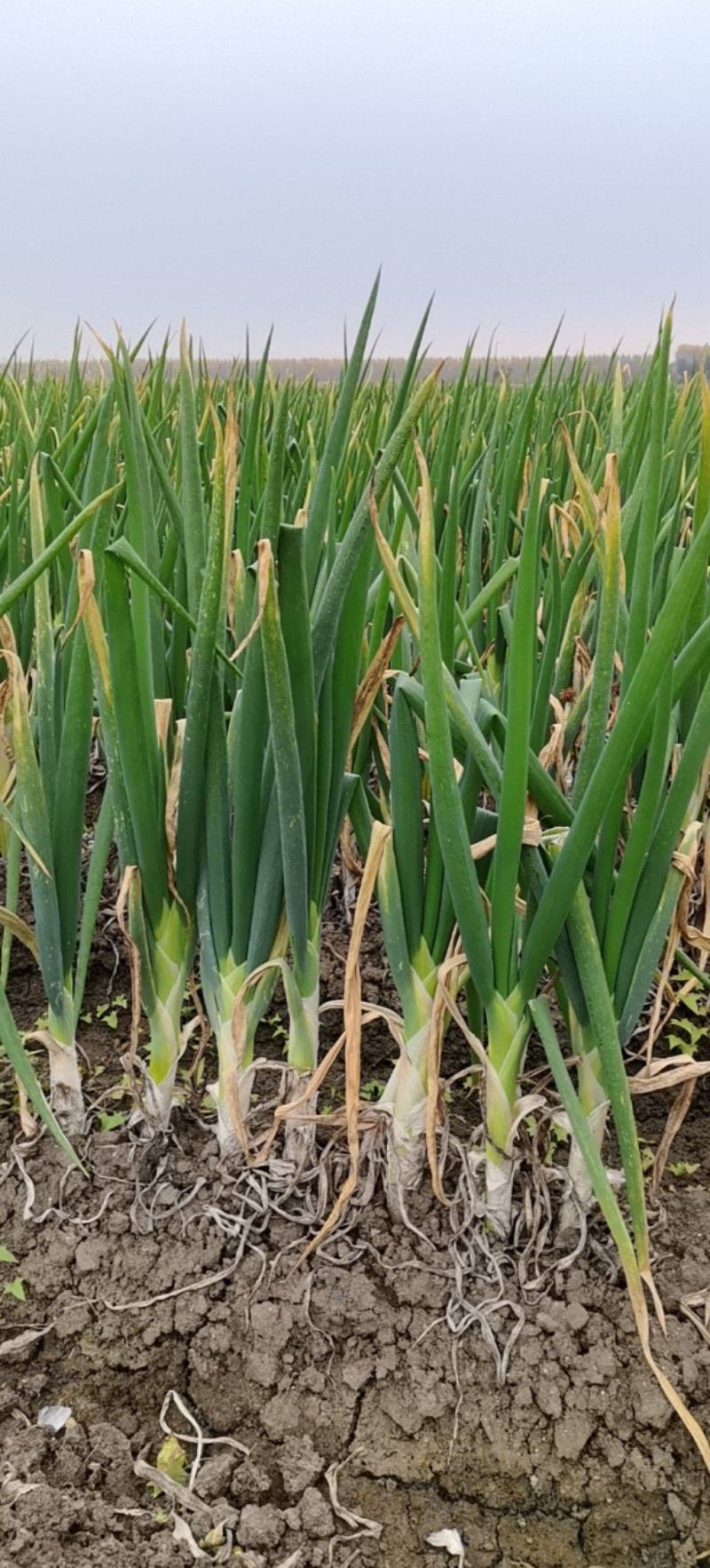 青麻叶大白菜五叶齐大葱产地直发