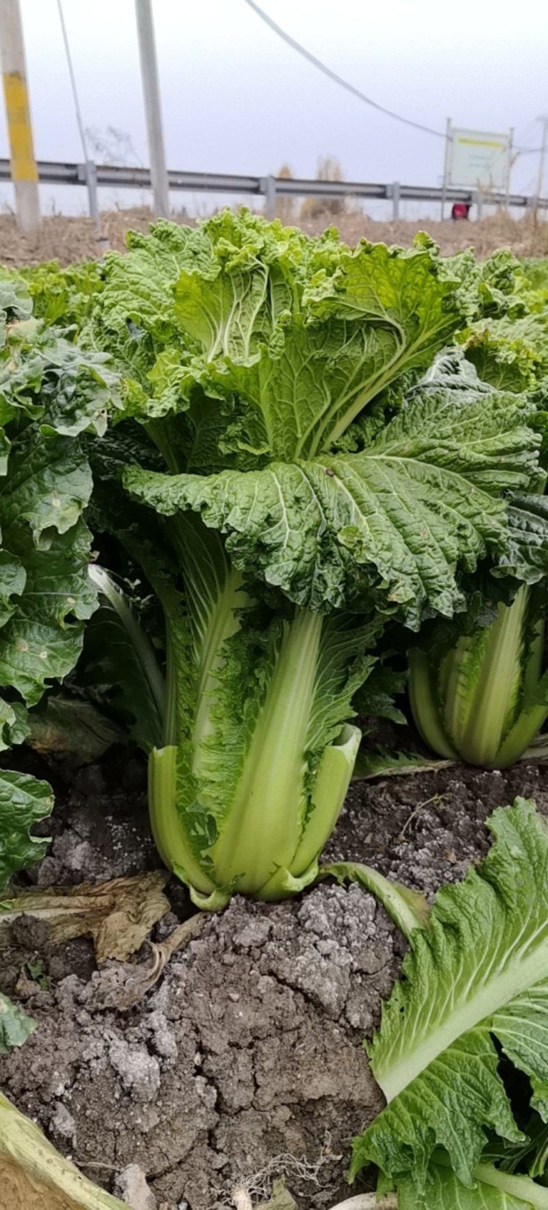 青麻叶大白菜五叶齐大葱产地直发