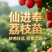 仙进奉荔枝苗产地直销量大质优支持视频看货欢迎咨询采购
