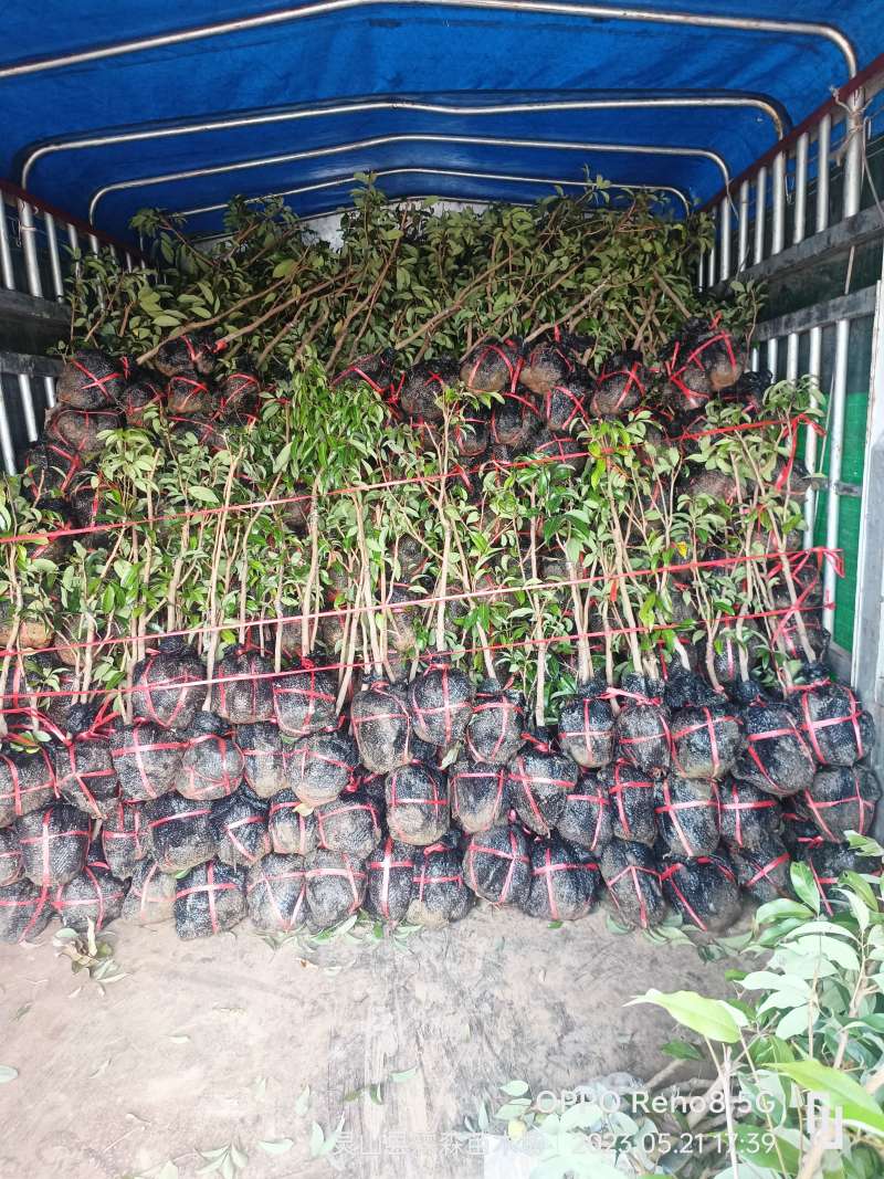 仙进奉荔枝苗产地直销量大质优支持视频看货欢迎咨询采购