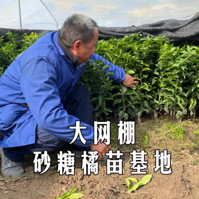 广西大叶砂糖橘苗高产抗病，现挖现发规格齐全，成活高
