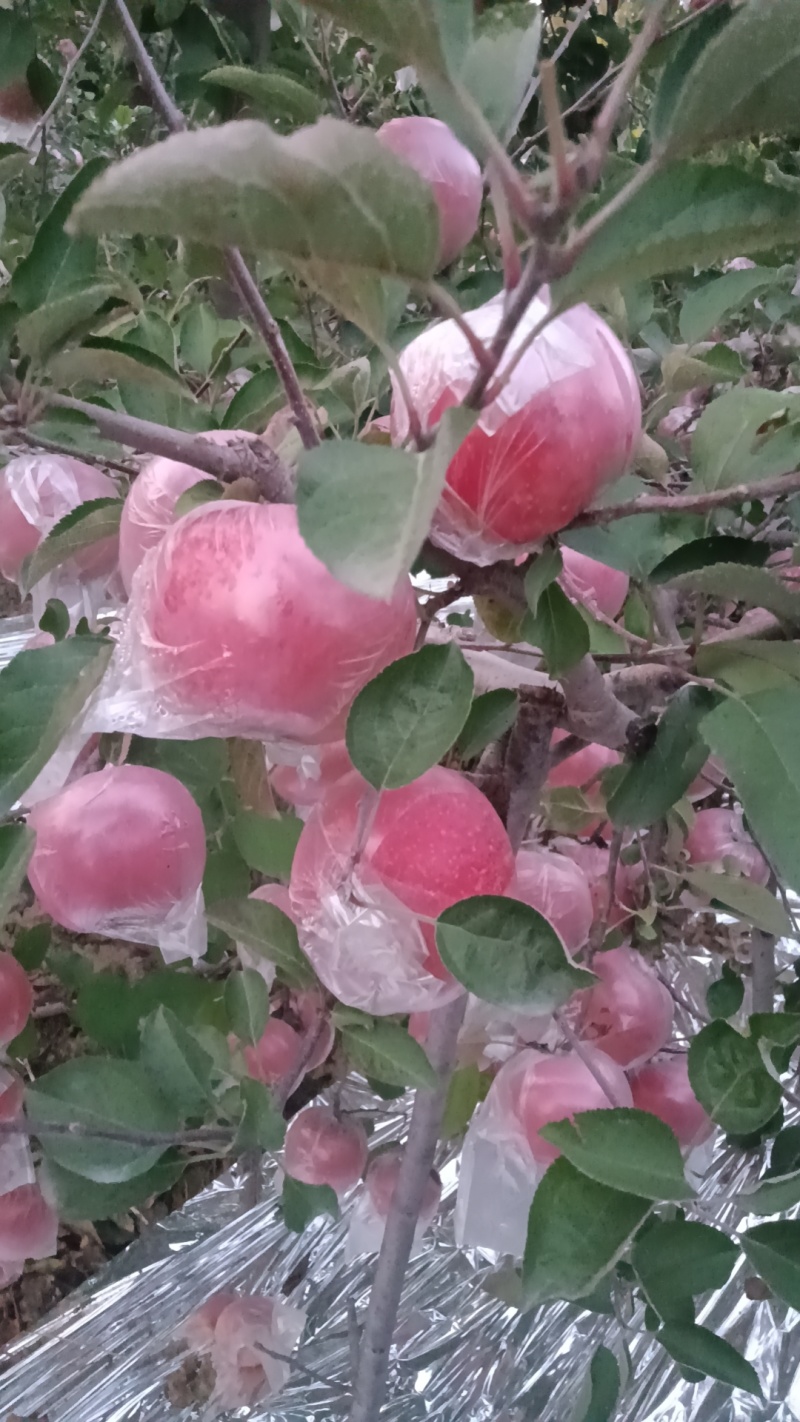 河南省郑州市冰糖心红富士苹果大量批发