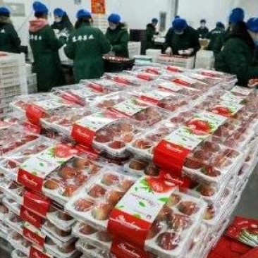 丹东草莓红颜草莓久久草莓电商一件代发