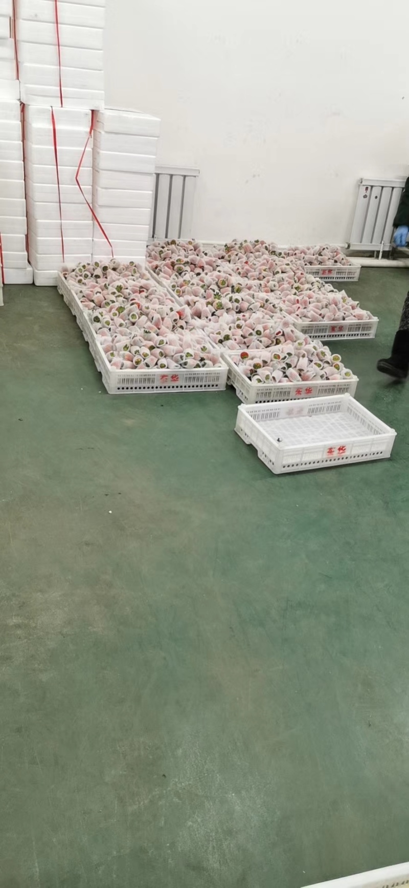 丹东草莓红颜草莓久久草莓电商一件代发