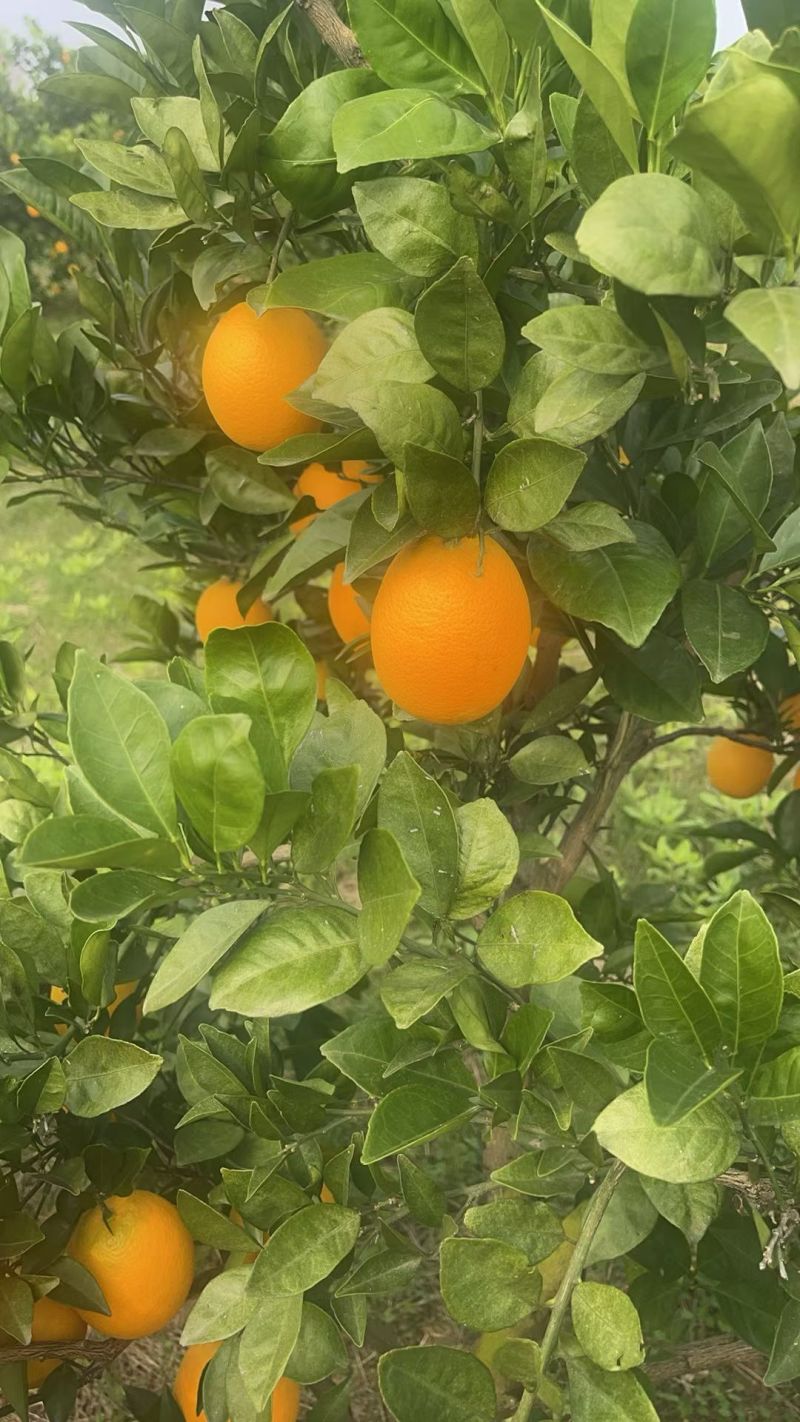 湖北脐纽荷尔大量上市，一手货源，对接全国批发商