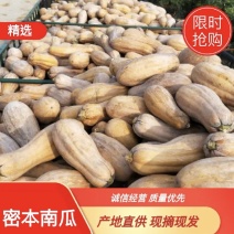 老品种南瓜农家蜜本甜糯香甜香软正宗本地大量上市