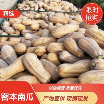 老品种南瓜农家蜜本甜糯香甜香软正宗本地大量上市