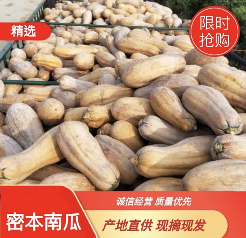 老品种南瓜农家蜜本甜糯香甜香软正宗本地大量上市