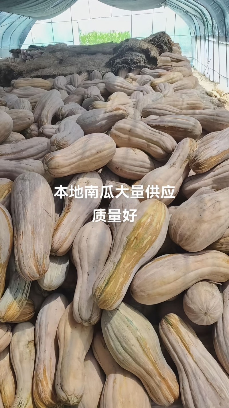 老品种南瓜农家蜜本甜糯香甜香软正宗本地大量上市
