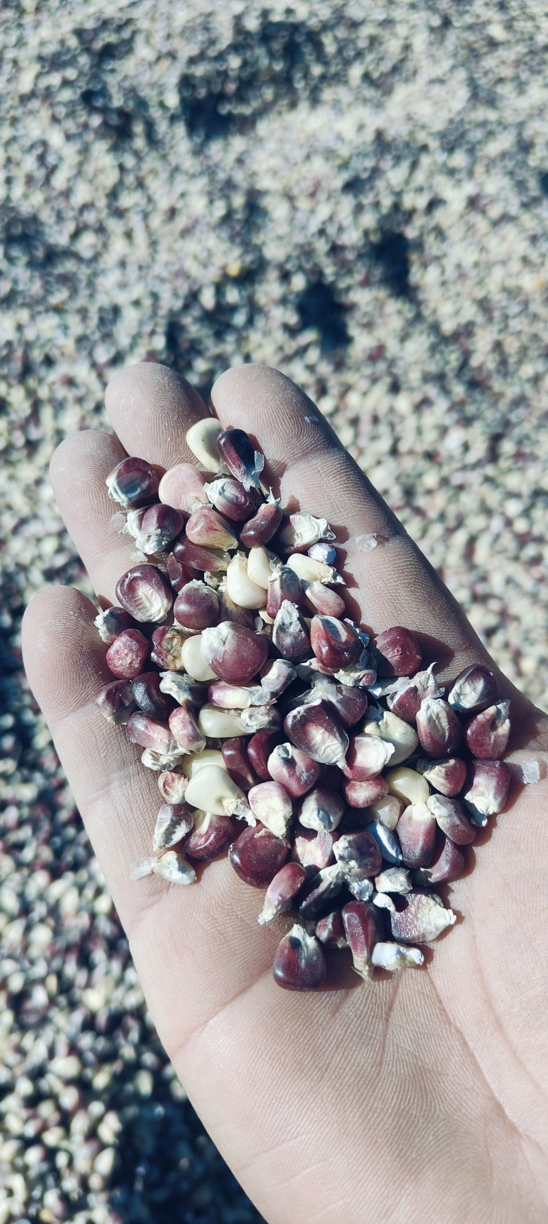 花糯玉米粒大量供应