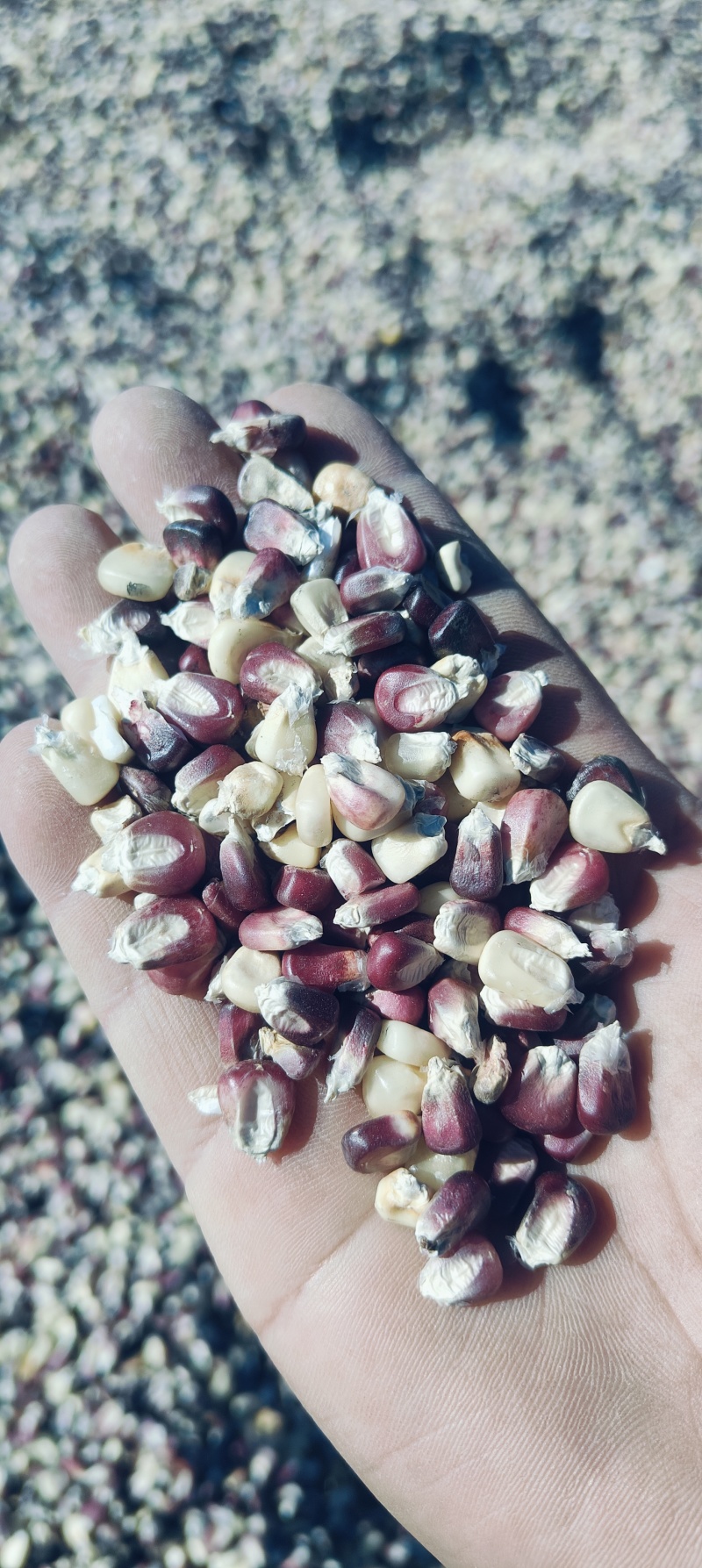 花糯玉米粒大量供应