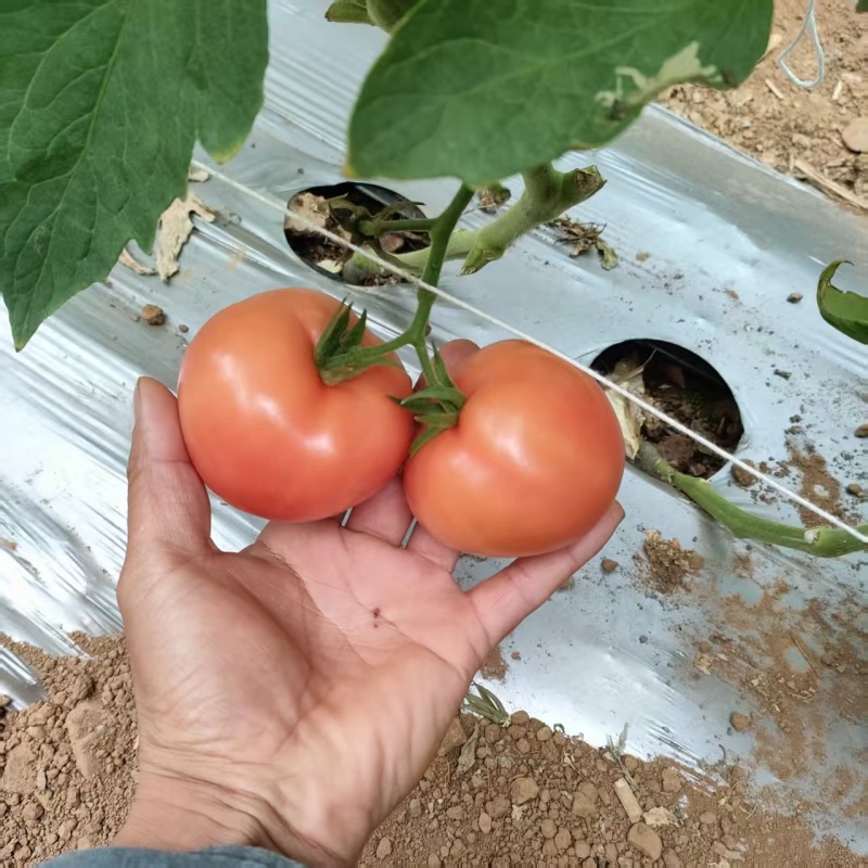 攀枝花米易沙瓤西红柿粉果大量上市需要对接的市场联系