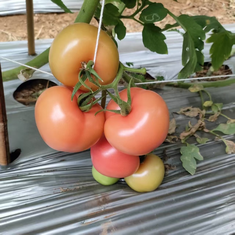 攀枝花米易沙瓤西红柿粉果大量上市需要对接的市场联系