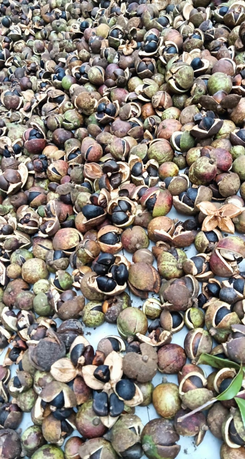 老品种山茶油果