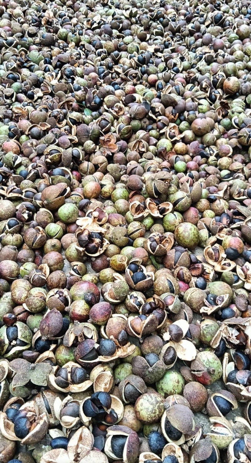 老品种山茶油果