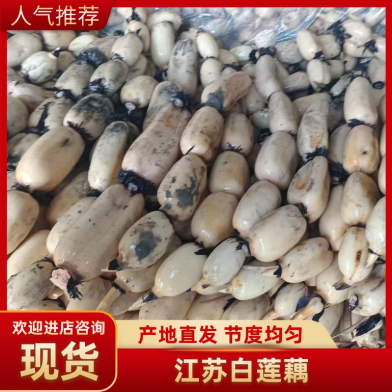 【热卖中】江苏白莲藕产地直发现挖现发海量货源供应市场批发