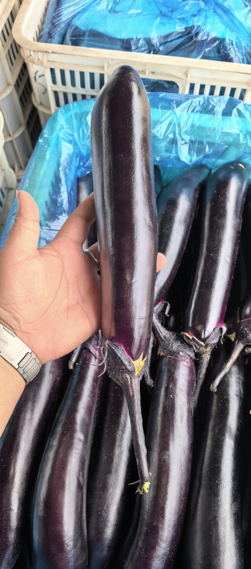 跑北货，山东潍坊黑帅紫把长茄青州高柳产地直发，每日现采