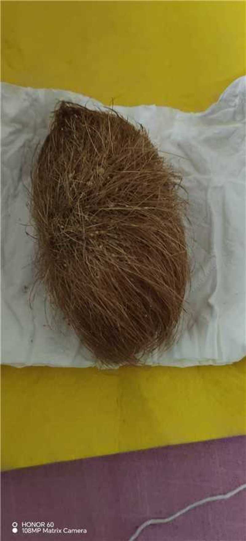 猪宝优质猪宝药用价值高可视频看货欢迎来电