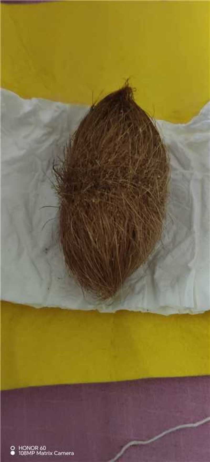 猪宝优质猪宝药用价值高可视频看货欢迎来电
