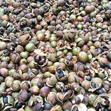 老品种山茶油果