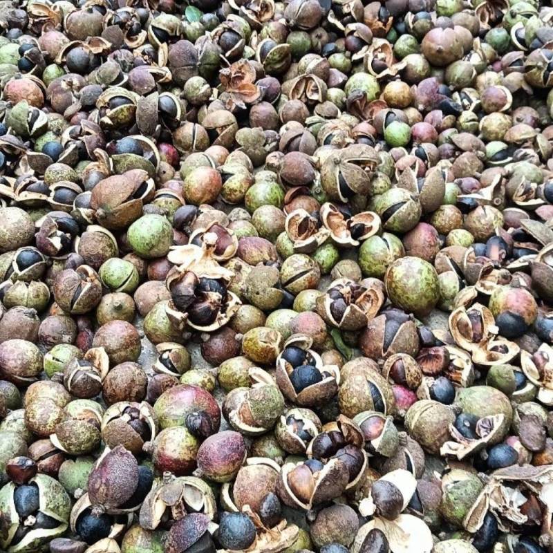 老品种山茶油果