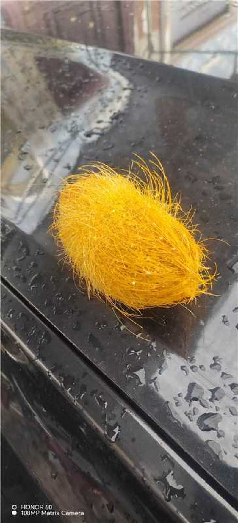 优质猪宝药用价值高中药材猪辰砂有需要的老板前来联