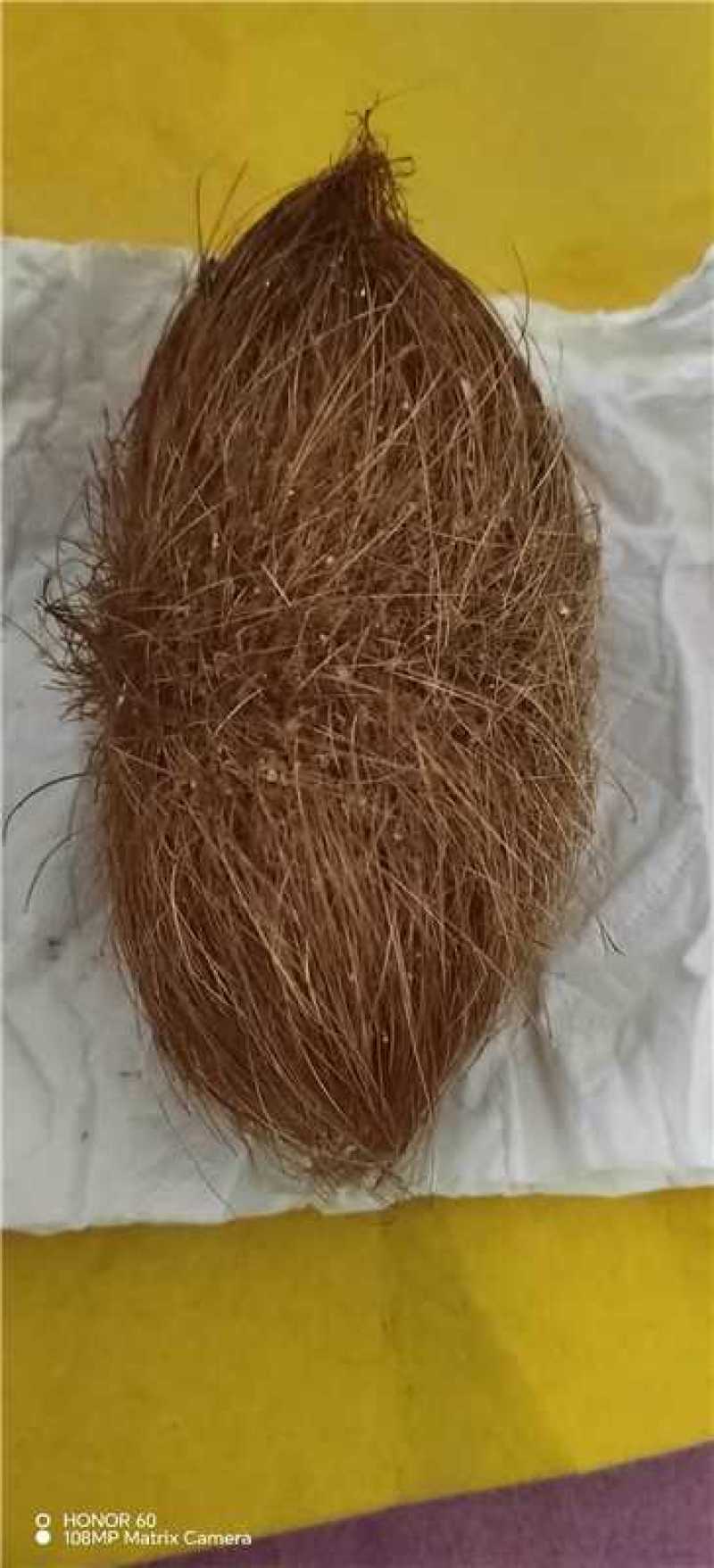 优质猪宝药用价值高中药材猪辰砂有需要的老板前来联
