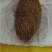 优质猪宝药用价值高中药材猪辰砂有需要的老板前来联