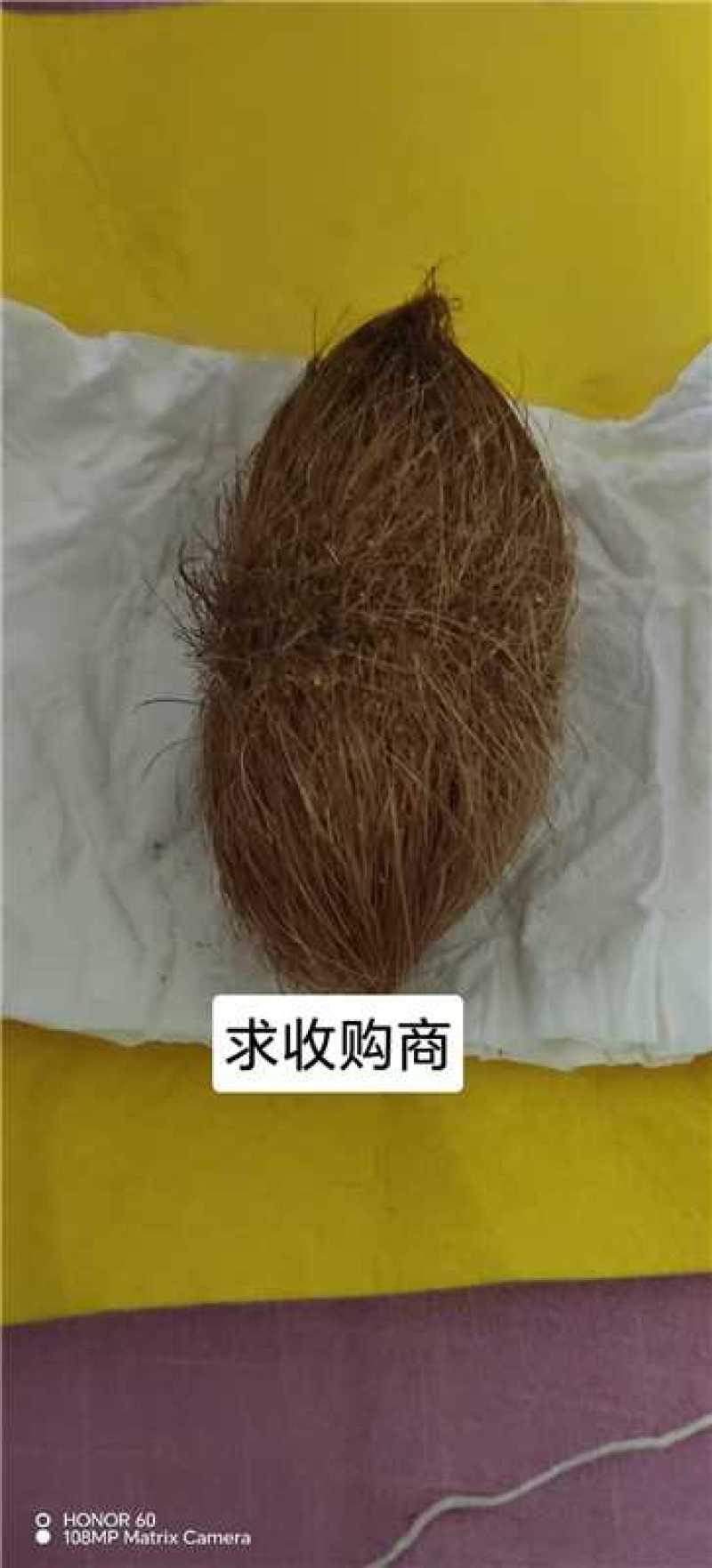 优质猪宝药用价值高中药材猪辰砂有需要的老板前来联