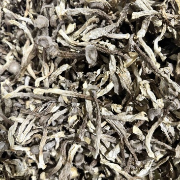 鹿茸菇