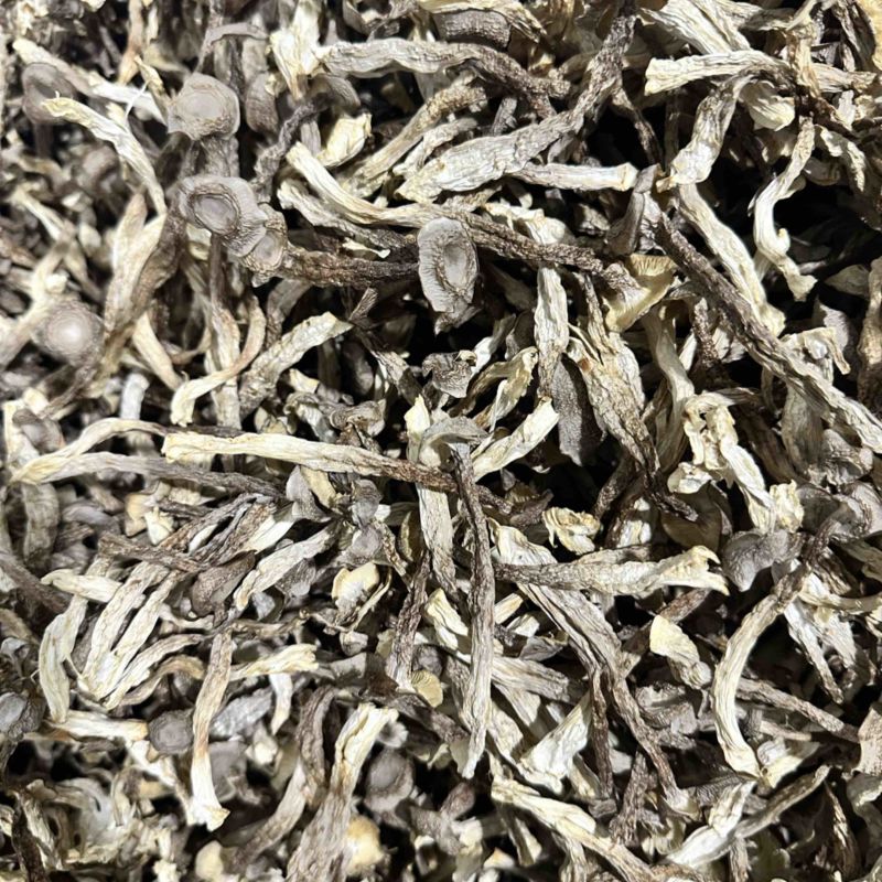 鹿茸菇