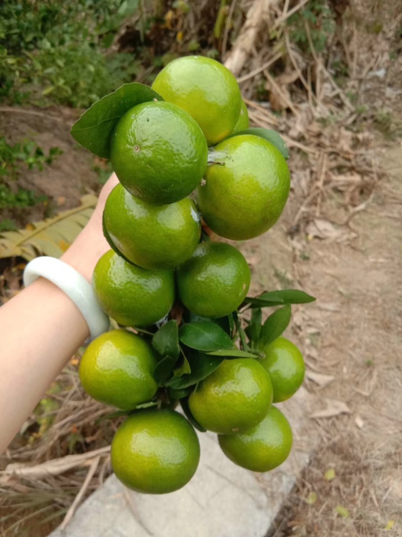 应季水果皇帝柑