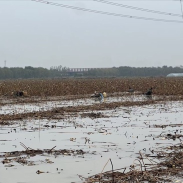 山东济宁1000亩莲藕基地