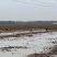 山东济宁1000亩莲藕基地