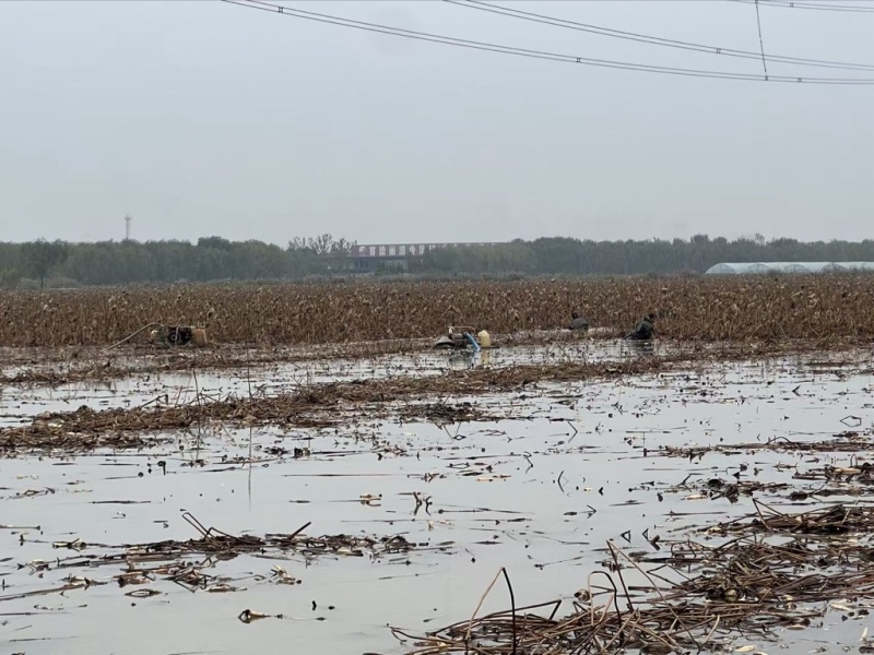 山东济宁1000亩莲藕基地