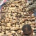 山东济宁1000亩莲藕基地
