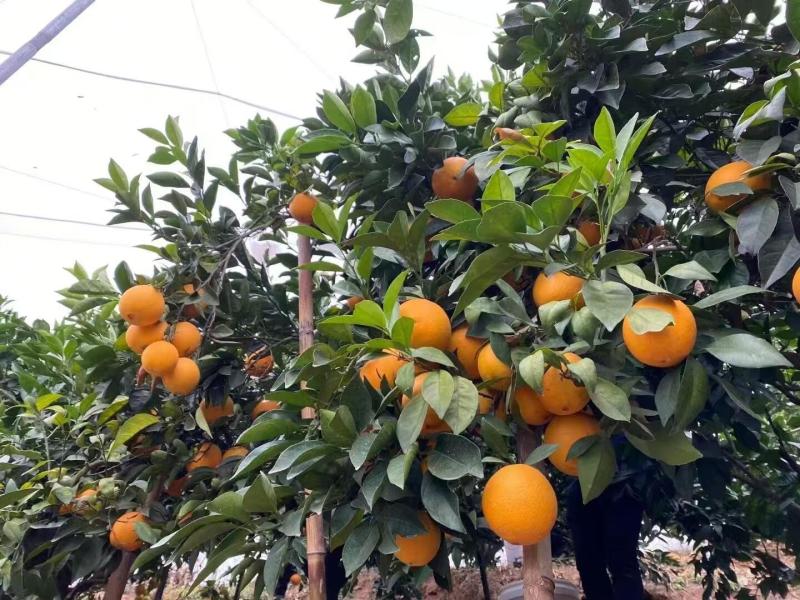 正宗赣南脐橙大量批发团购网商微商抖音一件代发品质好