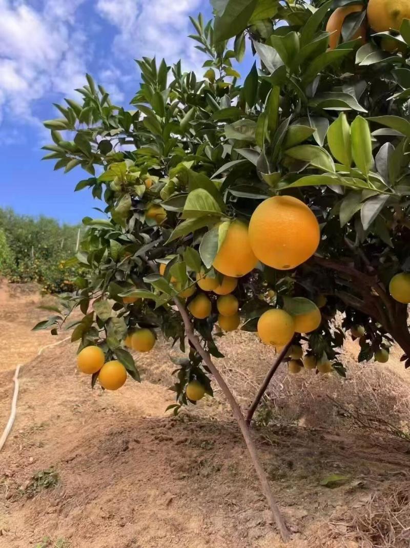 正宗赣南脐橙大量批发团购网商微商抖音一件代发品质好