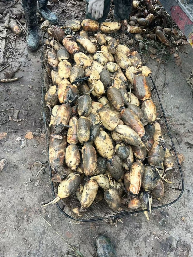 山东济宁1000亩莲藕基地