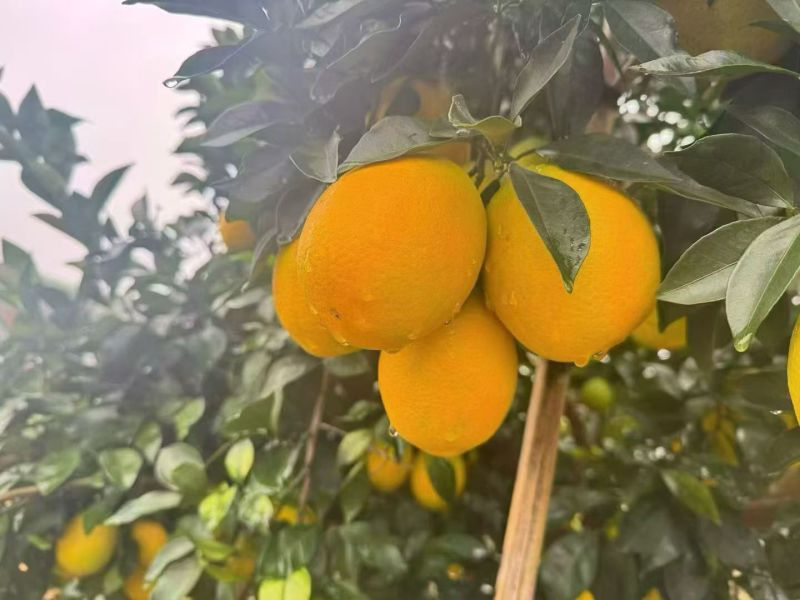 正宗赣南脐橙大量批发团购网商微商抖音一件代发品质好