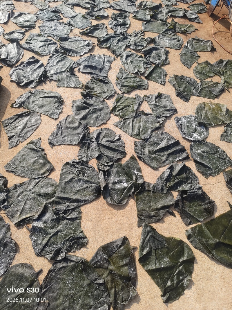 山东海带头/荣成全干海带头/赶大集摆地摊批发零售专用