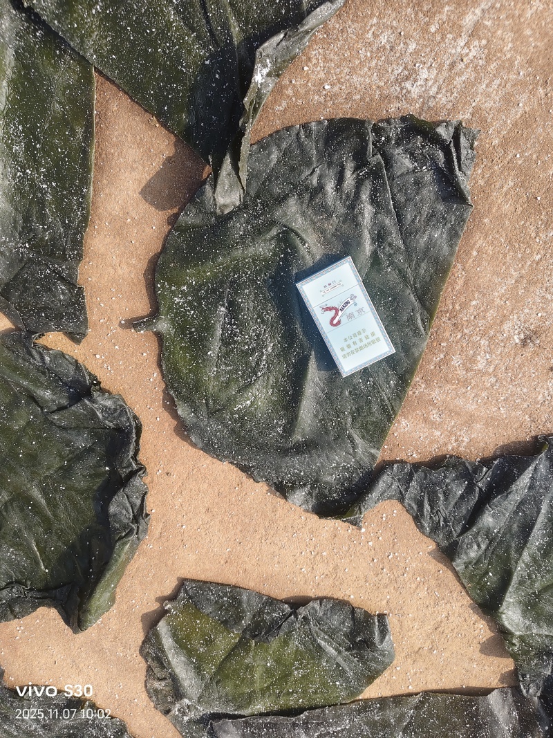 山东海带头/荣成全干海带头/赶大集摆地摊批发零售专用