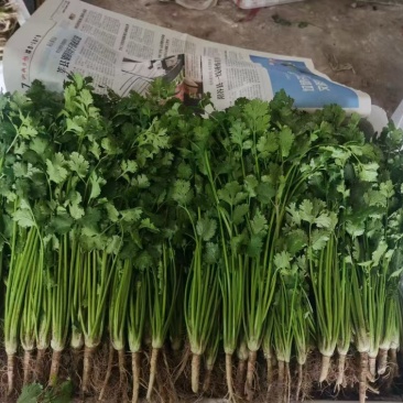 山东香菜，铁杆香菜产地直供品质保证诚信经营，全国发货