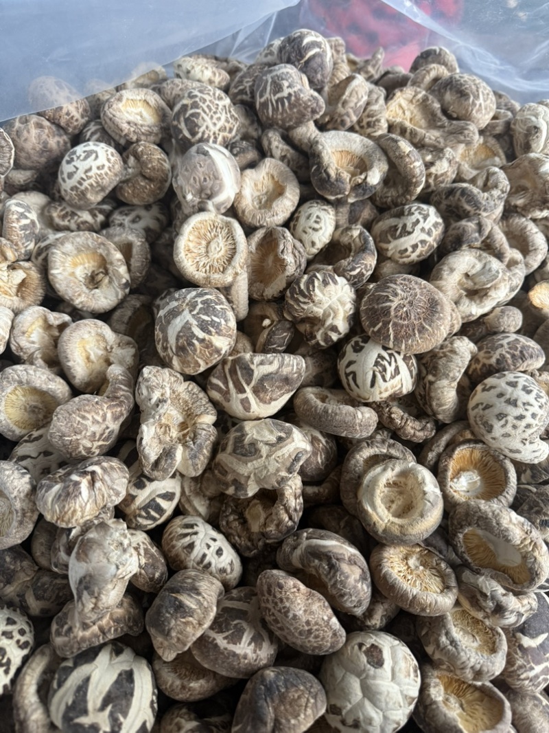 包邮无脚花菇4-5厘米大花菇2026花菇泌阳花菇干香菇