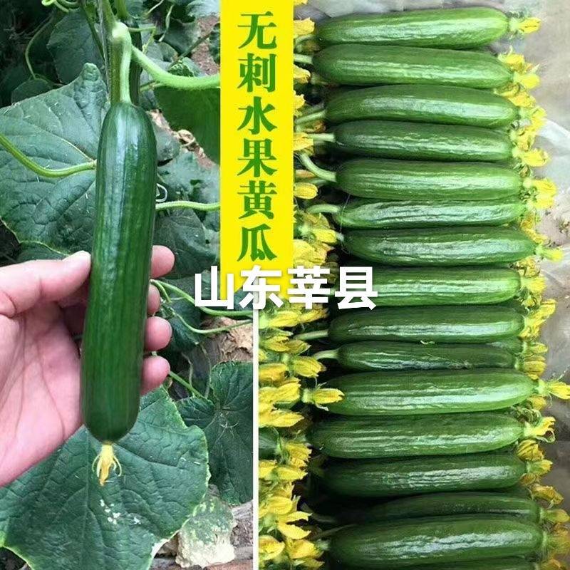 山东省聊城市莘县黄瓜基地直供鲜花带刺25公分以上