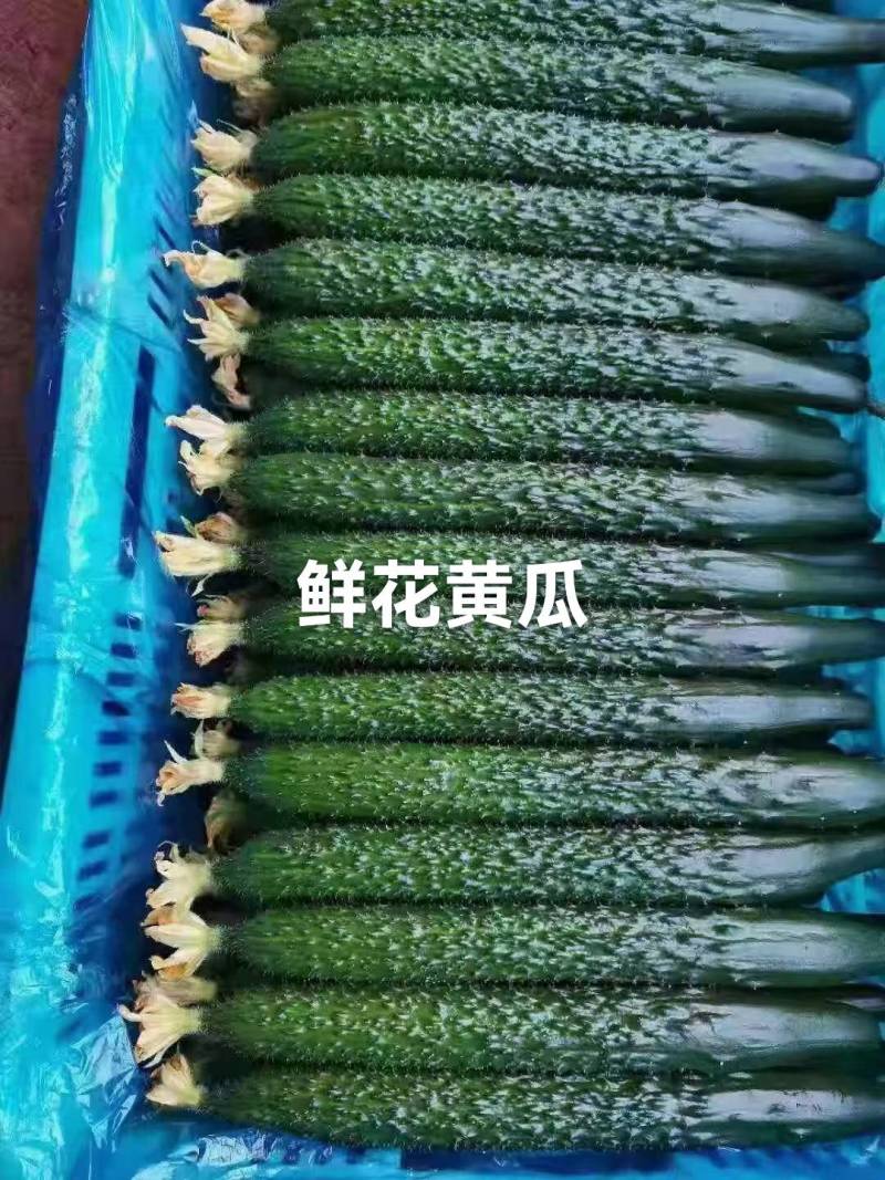 山东省聊城市莘县黄瓜基地直供鲜花带刺25公分以上