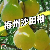 正宗梅州沙田柚产地大量批发团购网商微商抖音一件代发