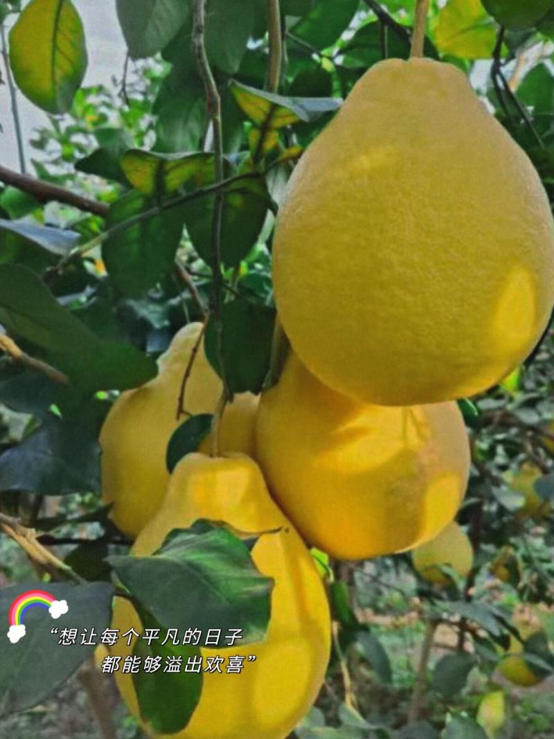 正宗梅州沙田柚产地大量批发团购网商微商抖音一件代发