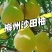 正宗梅州沙田柚产地大量批发团购网商微商抖音一件代发