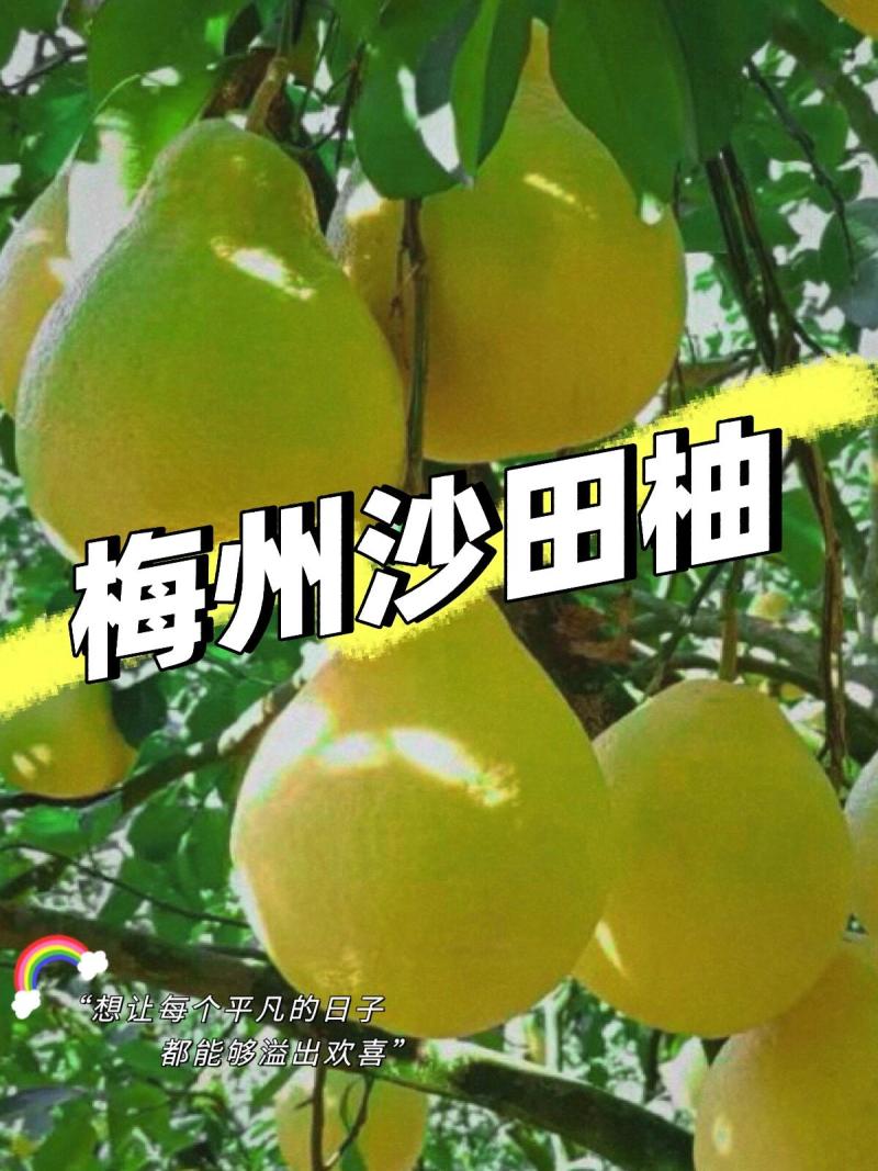 正宗梅州沙田柚产地大量批发团购网商微商抖音一件代发